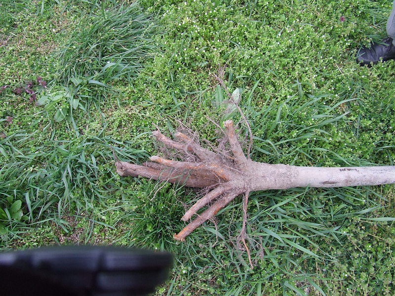 DSCF6384.JPG